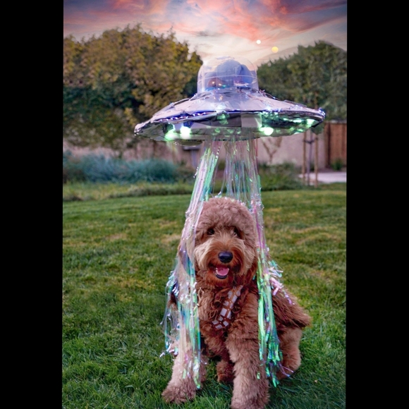 Meet the Posher of WowNYC, Wowie! - Picture 9 of 16